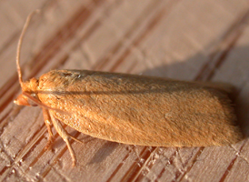 Xenotemna pallorana